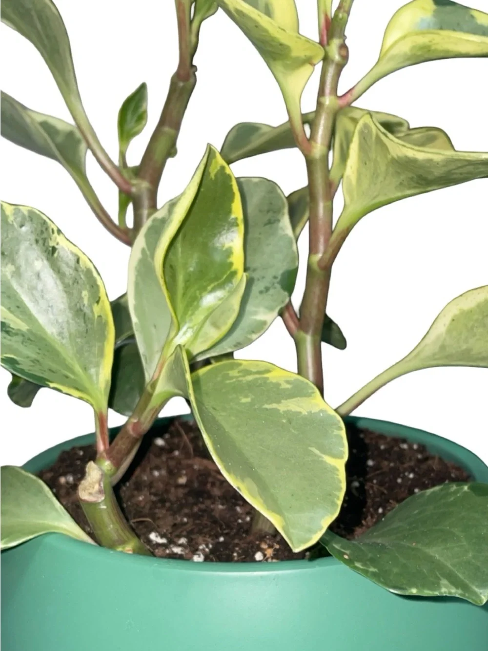 N/A variegated peperomia